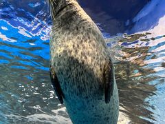 -上海海洋水族馆