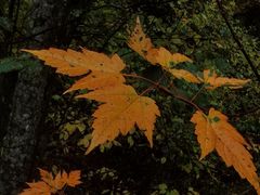 -五营红松林海景区