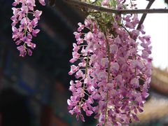 -北京国子监胡同