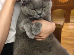 -喵园·猫主题咖啡厅·撸猫·猫咖(国贸店)