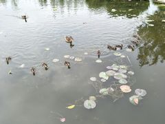 -前关湿地公园