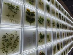 -广东中医药博物馆