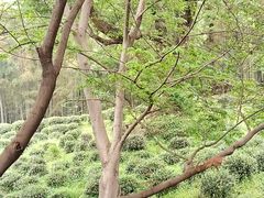 -杭州黄龙洞