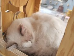 -BABIT巴比特宠物(MOMOPARK店)