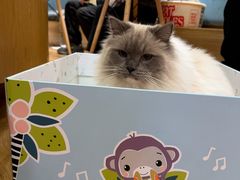 -滚猫咖啡·猫咖·猫友好撸猫(未来城店)