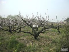 -南汇桃花村