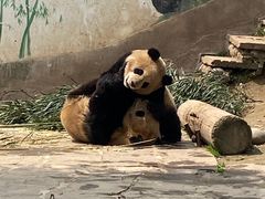 -中国大熊猫保护研究中心雅安碧峰峡基地