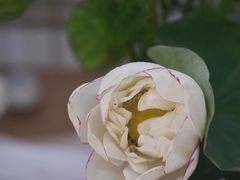 -汉艺唐风茶艺培训(联发华美空间店)