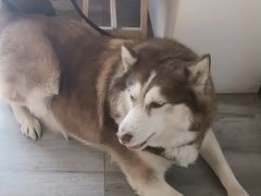 -爱侣宠医·鹦鹉专科·小型哺乳类·异宠专科(灵石路店)