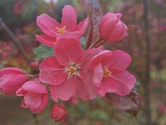 -长白岛森林公园