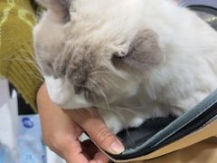 -瑞派宠物医院·犬猫全科·猫友好(宾水西道店)