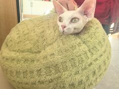 -瑞派长江宠物医院·猫科·外科·24小时夜护(谊城公寓分院)