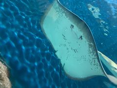 -上海海洋水族馆