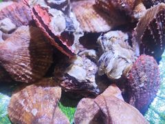 -集杰尚品海鲜烤肉自助餐厅(乳山振华店)