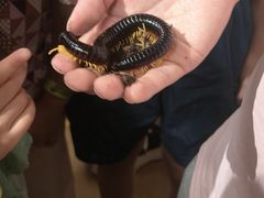 -上海昆虫博物馆