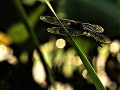 -陈家山荷花公园