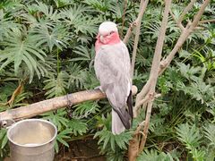 -南宫五洲植物乐园