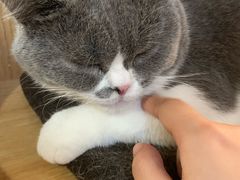 -滚猫咖啡·猫咖·猫友好撸猫(未来城店)