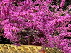 -西安市广仁寺