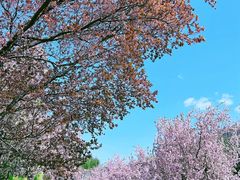 -海棠花溪(元大都城垣遗址公园)