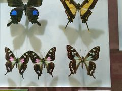 -上海昆虫博物馆