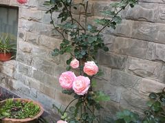 -金科花卉市场
