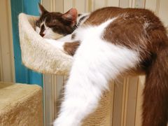 -猫小院猫主题咖啡厅(北锣店)