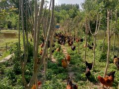 -同銮特种养殖场·龙虾垂钓