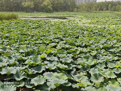 -昆山城市生态森林公园