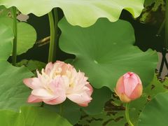 -荷塘月色湿地公园·向阳花洲