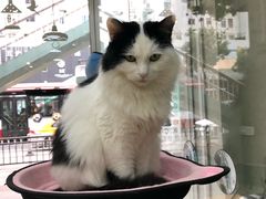 -猫亿天猫咖