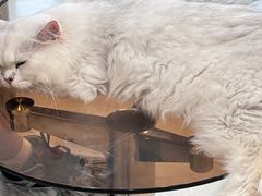 -共舞时光猫咖·狗咖(新街口店)