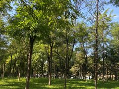 -大兴滨河森林公园