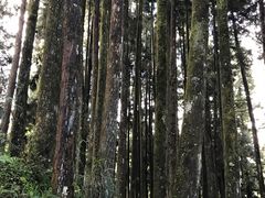 -阿里山神木遗迹
