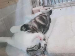 -1013 PET SHOP 宠物商店(近铁城市广场店)