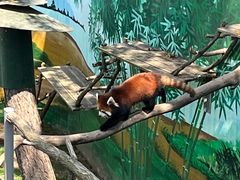 -西霞口神雕山野生动物世界