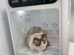 -青奢宠物·青奢猫舍