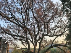 -泰康拜博口腔医院(江北总院)