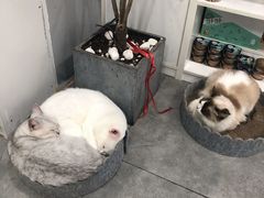 -极木²邸 人与宠物·互动社区