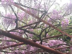 -嘉定紫藤园