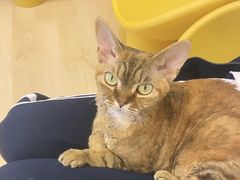 -有喵·猫咖·狗咖·30几只猫10只小狗(岗厦店)