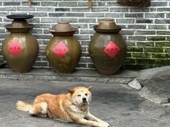 -青城甲(青城山店)