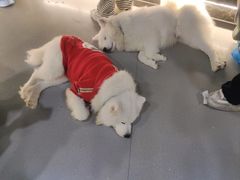 -共舞时光猫咖·狗咖(新街口店)