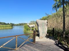 -溱湖国家湿地公园