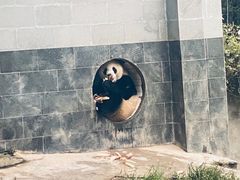 -中国大熊猫保护研究中心雅安碧峰峡基地