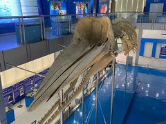 -上海海洋大学鱼文化博物馆(军工路校区)