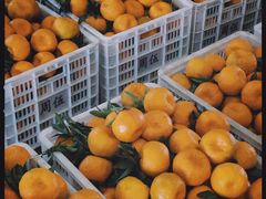-菜园坝水果市场