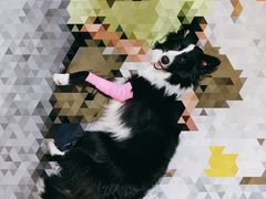 -爱贝特动物医院·猫口炎专科