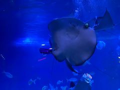 -烟台海昌鲸鲨海洋公园
