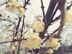 -香雪海